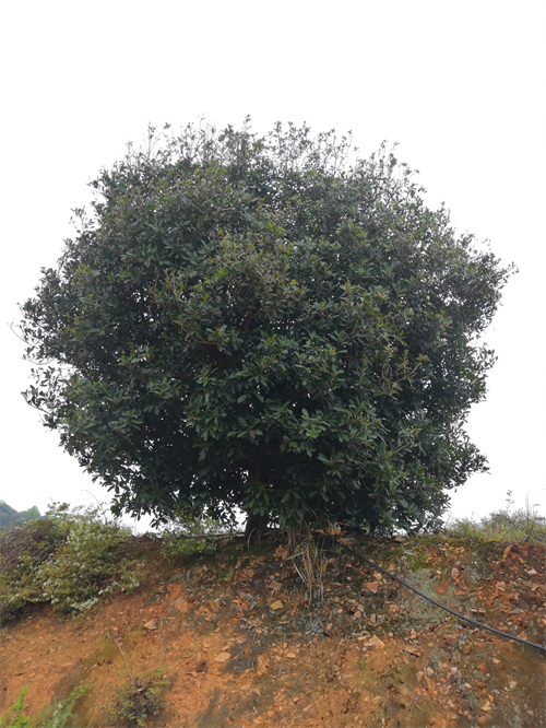 4米冠幅斷根楊梅基地，裝車場景